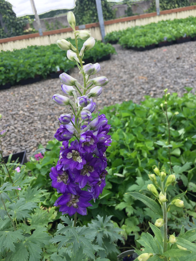 Delphinium Black Knight - 1 Gallon