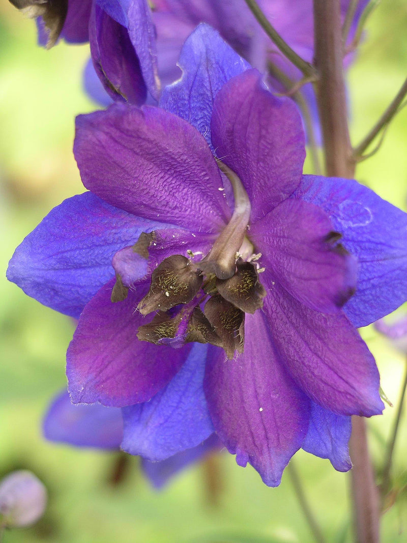 Delphinium Black Knight - 1 Gallon