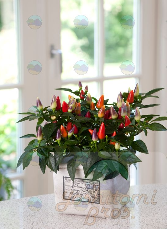 Ornamental Pepper Acapulco - 6"