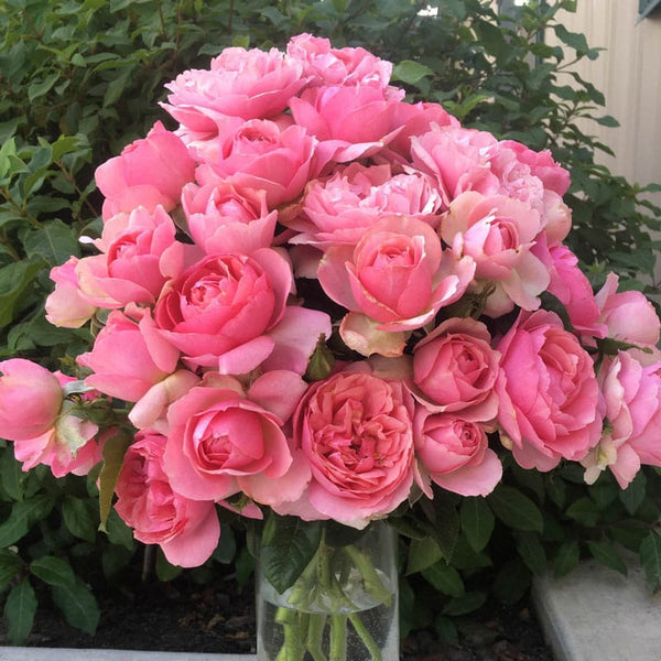 All Dressed Up™ Bare Root Rose