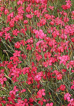 Dianthus Flashing Light - 3.5"