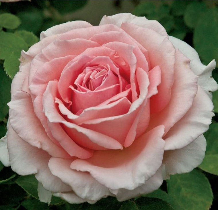 Pearly Gates Rose - 3 Gallon — Blooming Junction