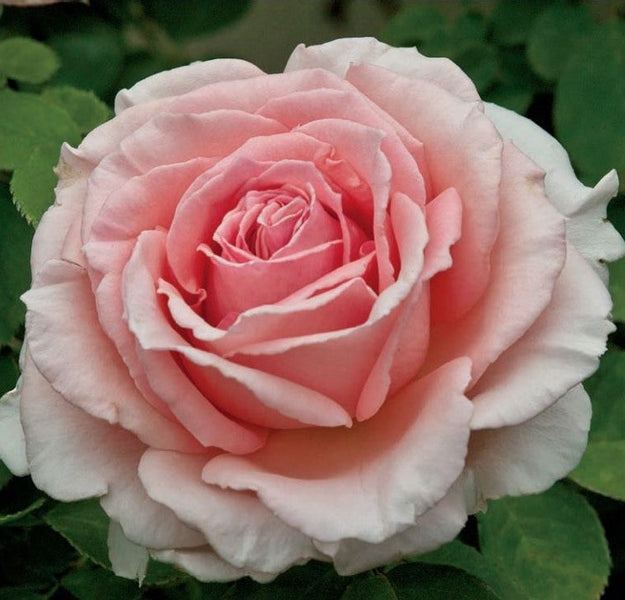 Pearly Gates Rose - 3 Gallon — Blooming Junction
