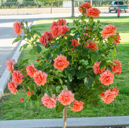 Easy Does It® Rose - 3 Gallon