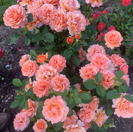 Easy Does It® Rose - 3 Gallon