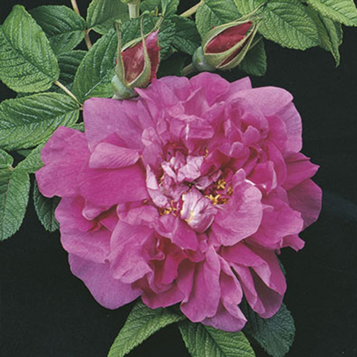 Hansa Rose - 3 Gallon