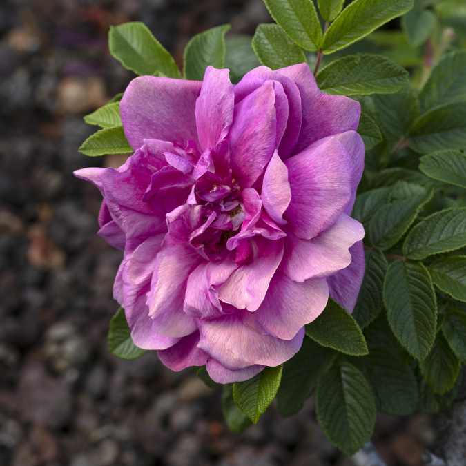 Hansa Rose - 3 Gallon