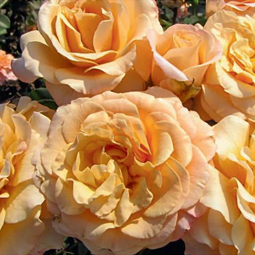Morning Glow™ Rose - 3 Gallon — Blooming Junction