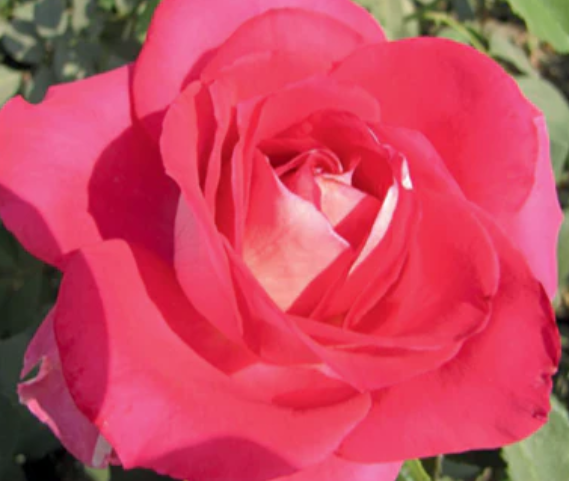 Picture Perfect Rose
