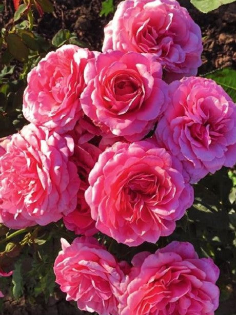 Uptown Girl™ Rose - 3 Gallon