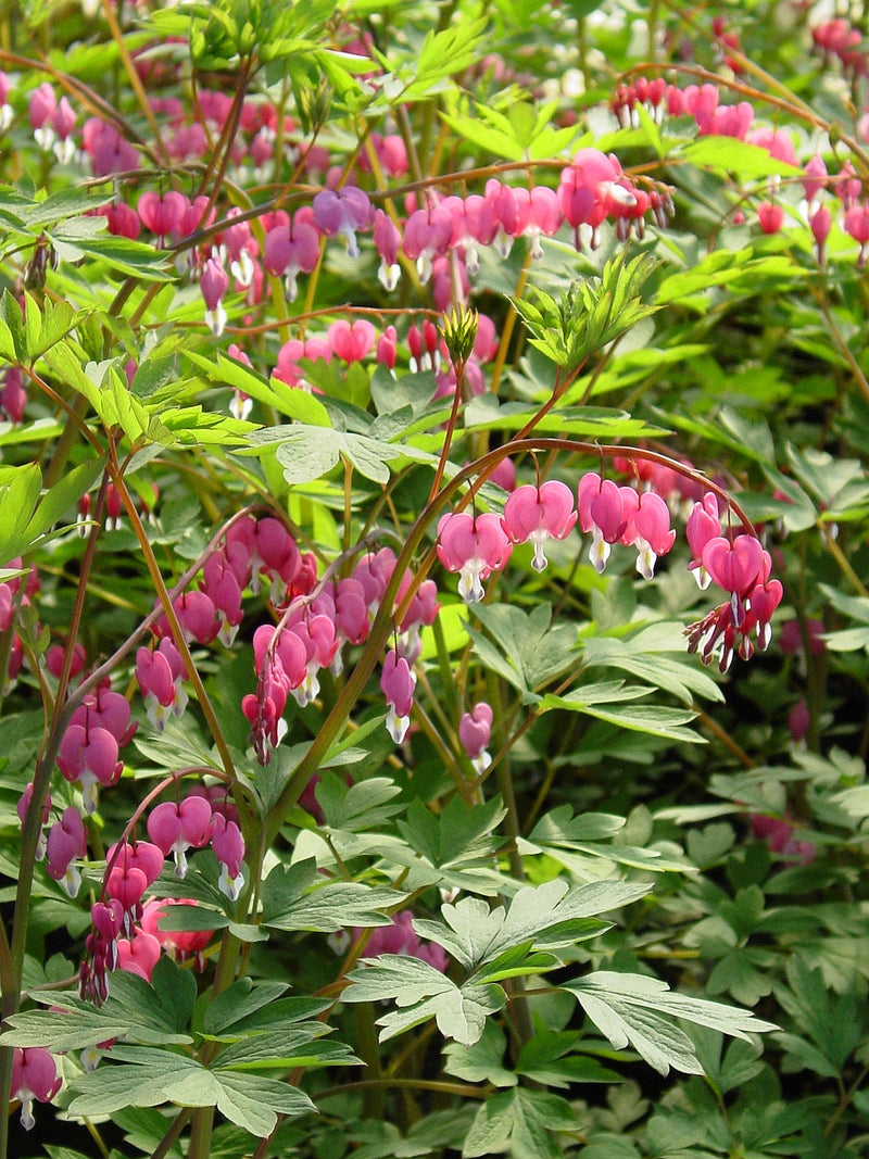 Dicentra spectabilis - 1 Gallon