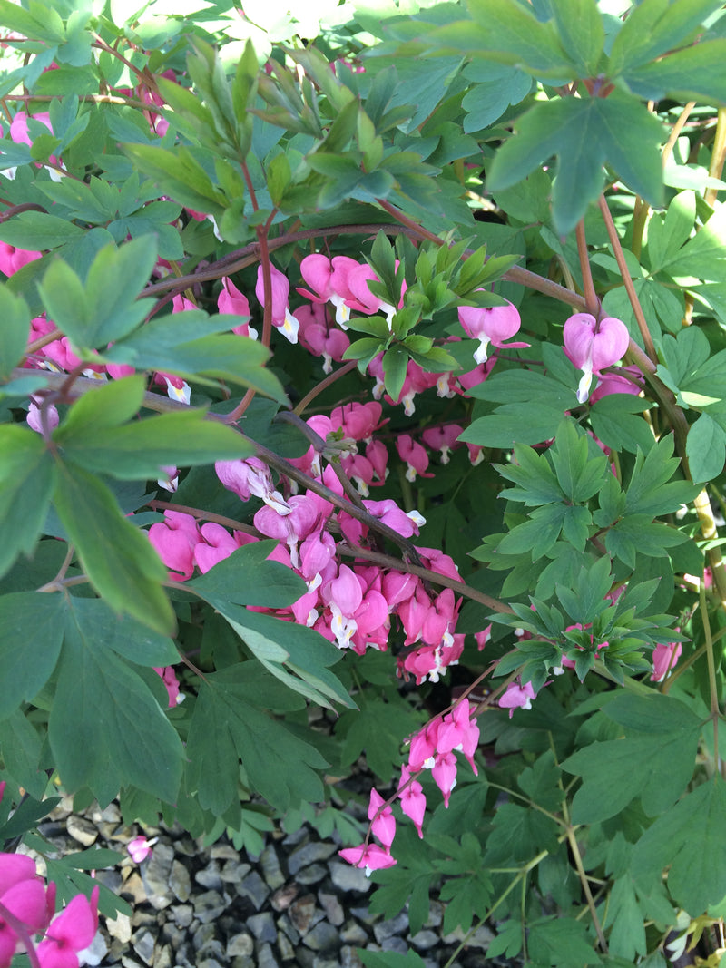 Dicentra spectabilis - 1 Gallon