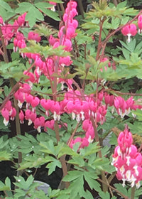 Dicentra spectabilis - 1 Gallon
