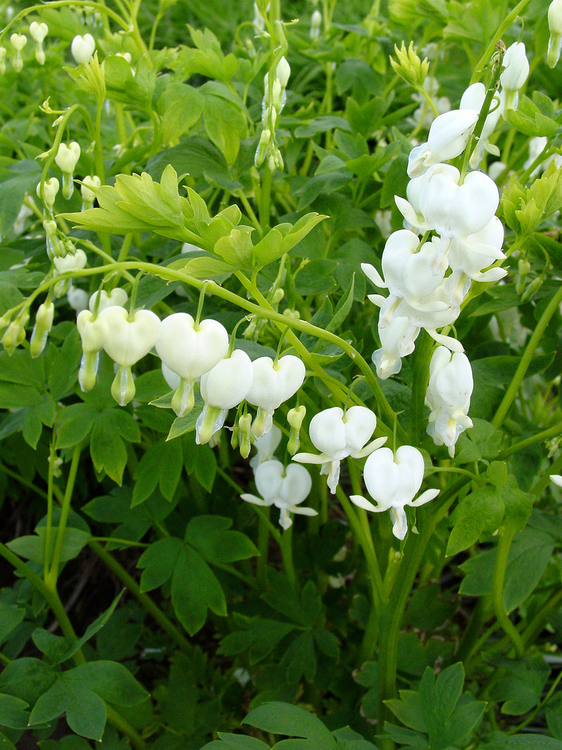 Dicentra Alba - 1 Gallon
