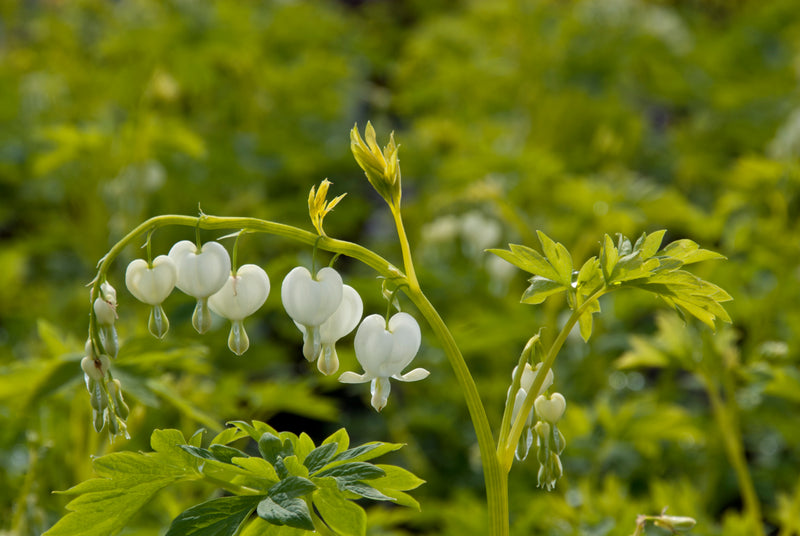 Dicentra Alba - 1 Gallon