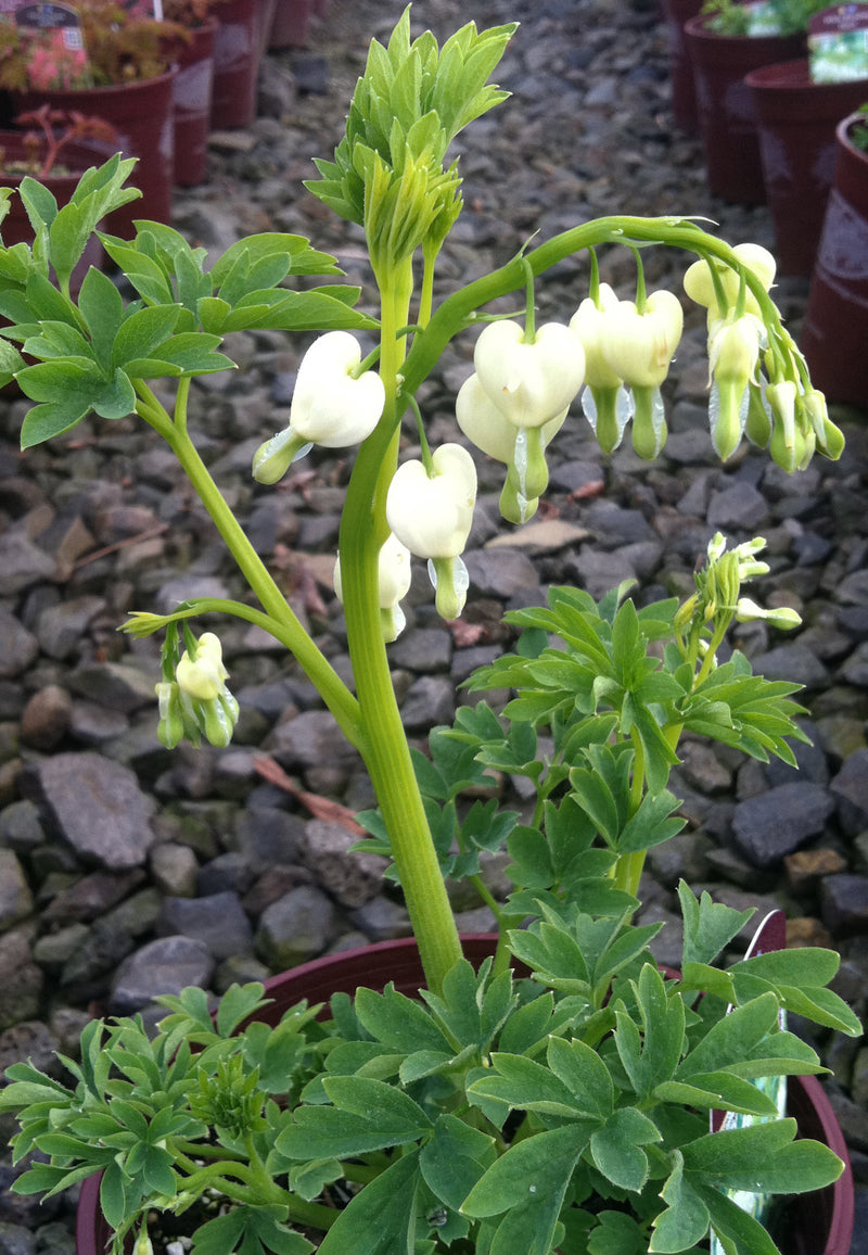 Dicentra Alba - 1 Gallon