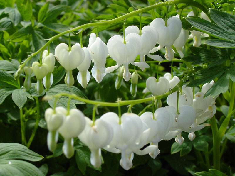 Dicentra Alba - 1 Gallon