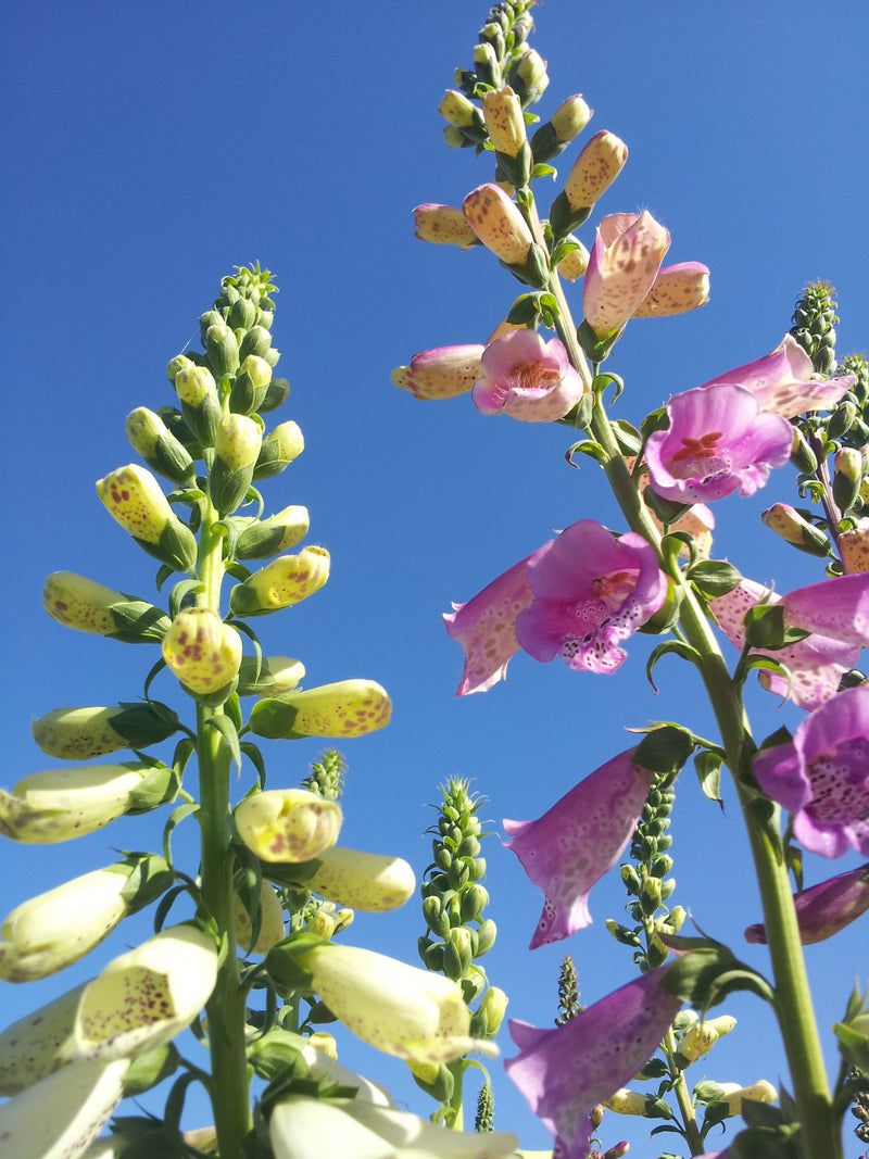 Digitalis Foxy Hybrids - 1 Gallon