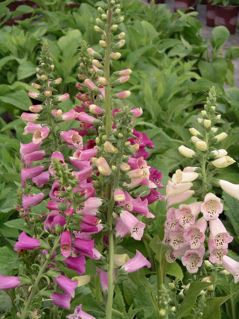 Digitalis Foxy Hybrids - 1 Gallon