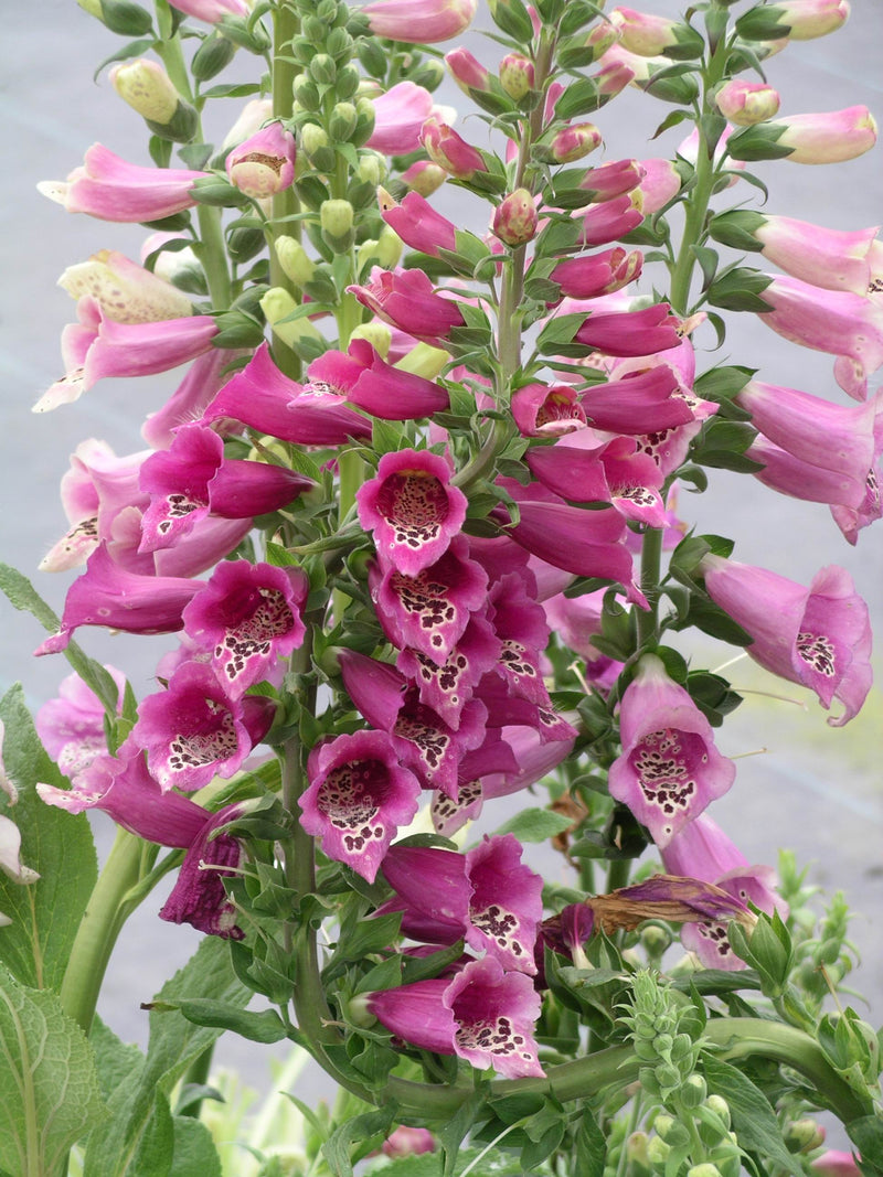 Digitalis Foxy Hybrids - 1 Gallon