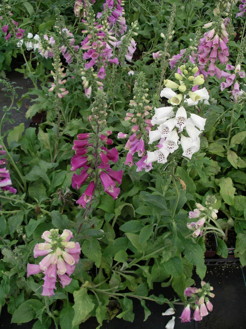 Digitalis Excelsior Hybrids - 3.5"