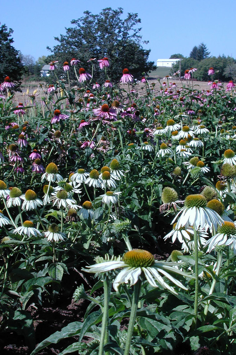 Echinacea White Swan - 3.5"