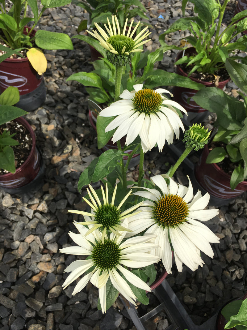 Echinacea White Swan - 3.5"