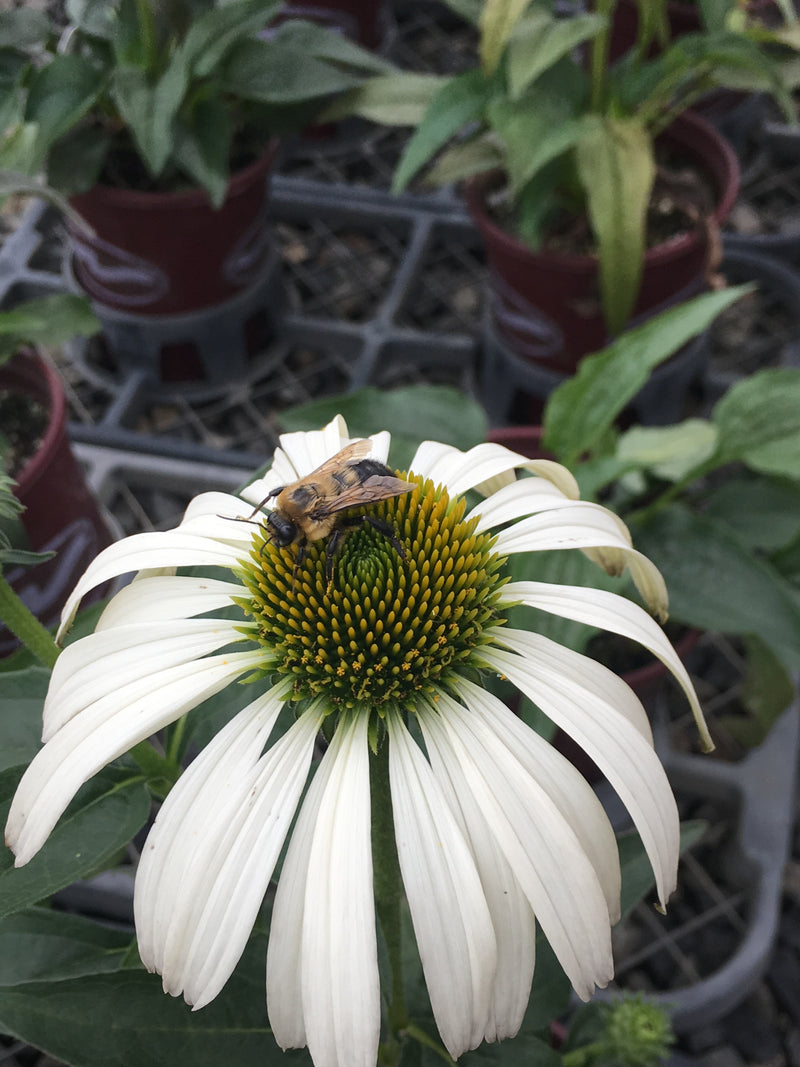 Echinacea White Swan - 3.5"