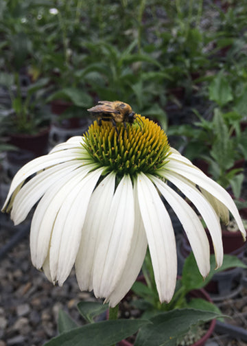 Echinacea White Swan - 3.5"