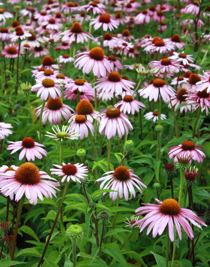 Echinacea Magnus - 3.5"