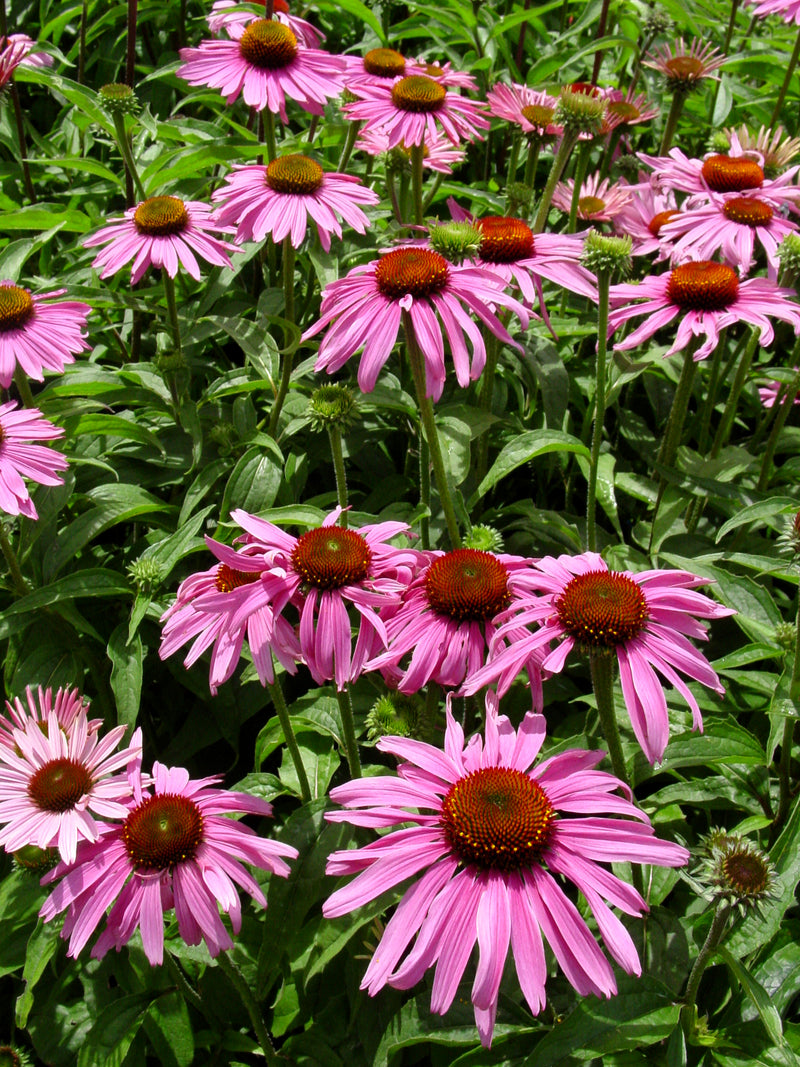 Echinacea Magnus - 3.5"