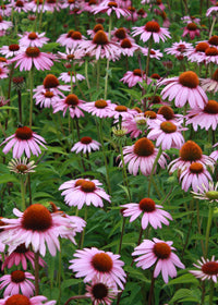 Echinacea Magnus - 3.5"