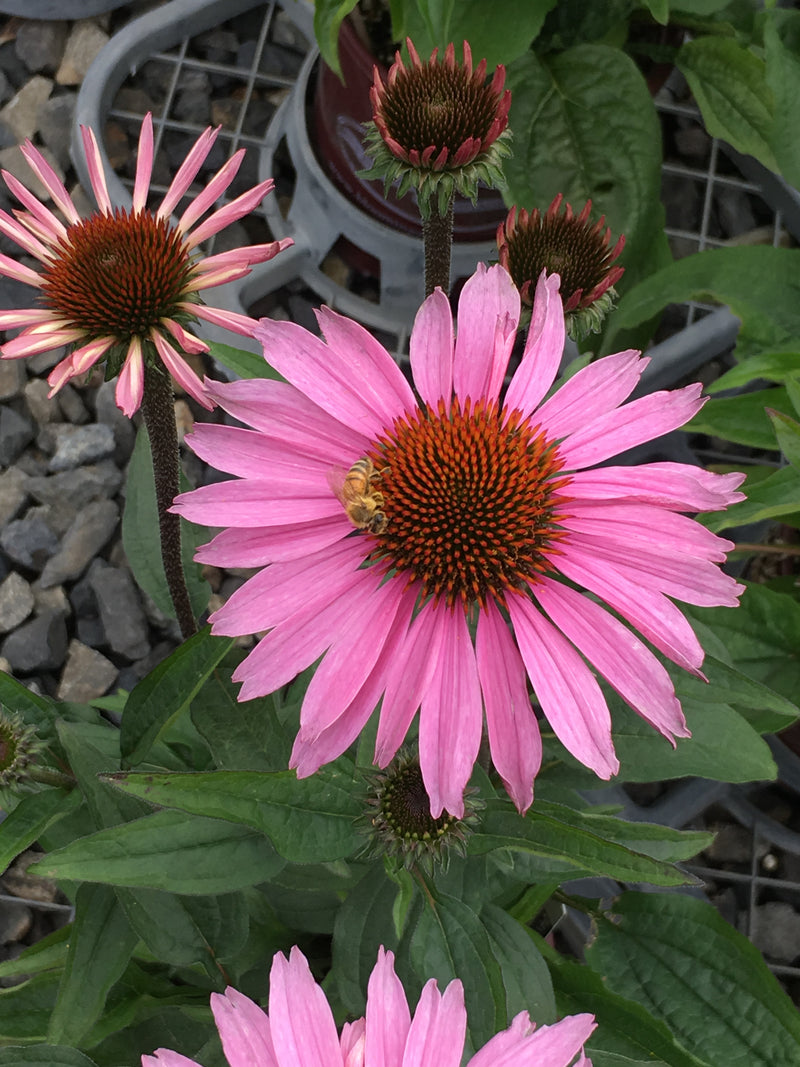 Echinacea Magnus - 3.5"