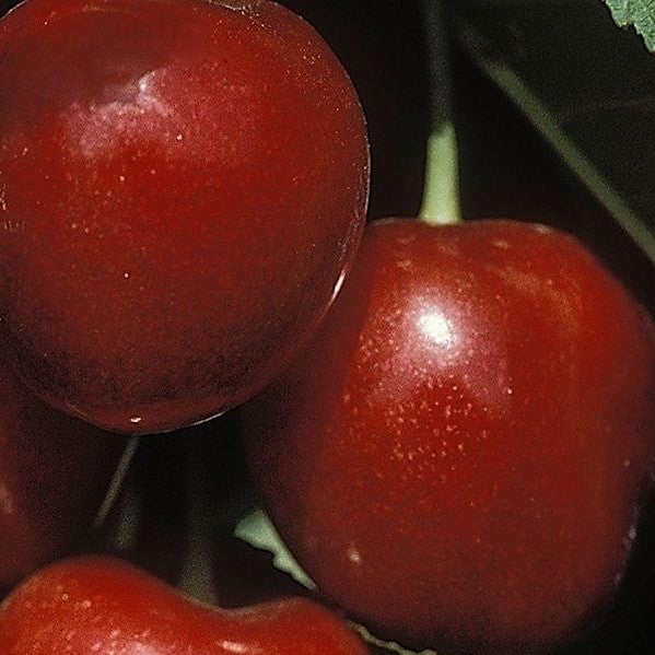 Dave Wilson Stella Cherry Bareroot Fruit Tree