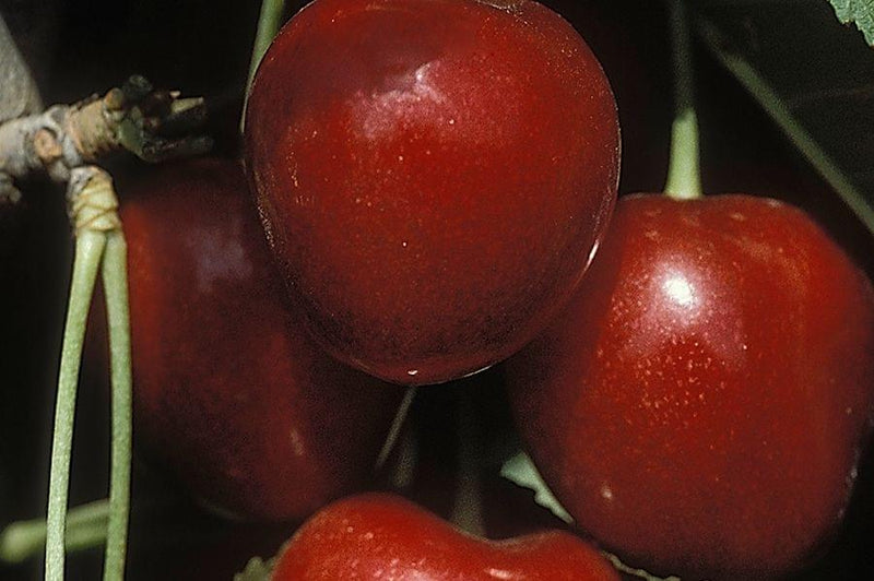 Dave Wilson Stella Cherry Bareroot Fruit Tree