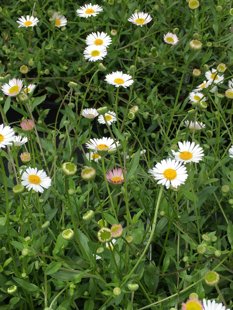 Erigeron Profusion - 3.5"