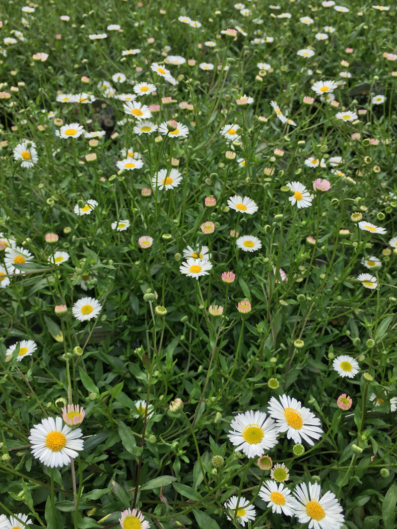 Erigeron Profusion - 3.5"