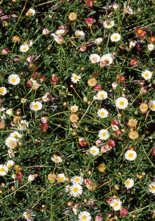 Erigeron Profusion - 3.5"