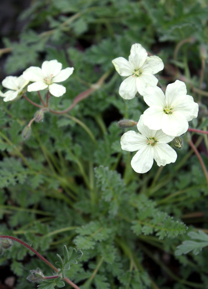 Erodium chrysanthum - Quart
