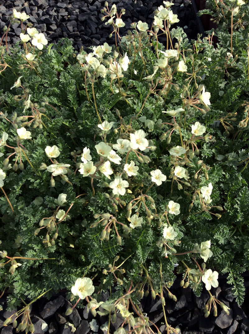 Erodium chrysanthum - Quart