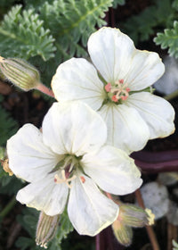 Erodium chrysanthum - Quart