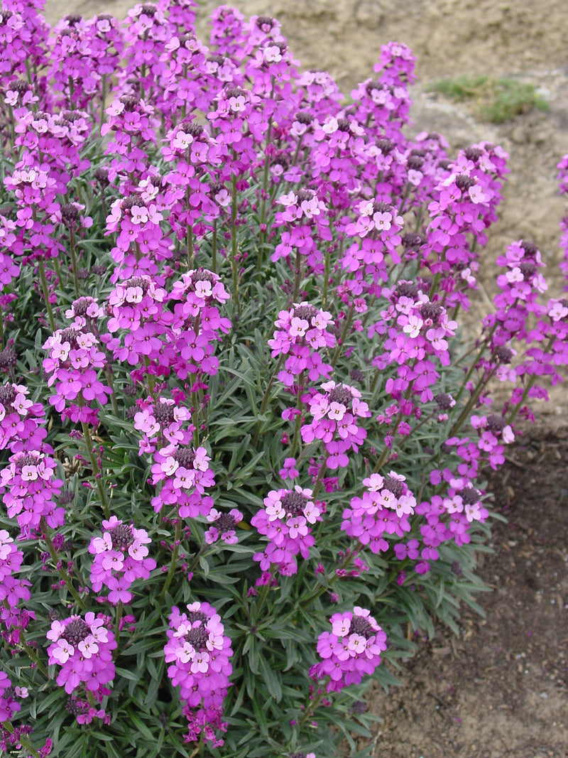 Erysimum (Wall Flower) Bowles Mauve - 1 Gallon