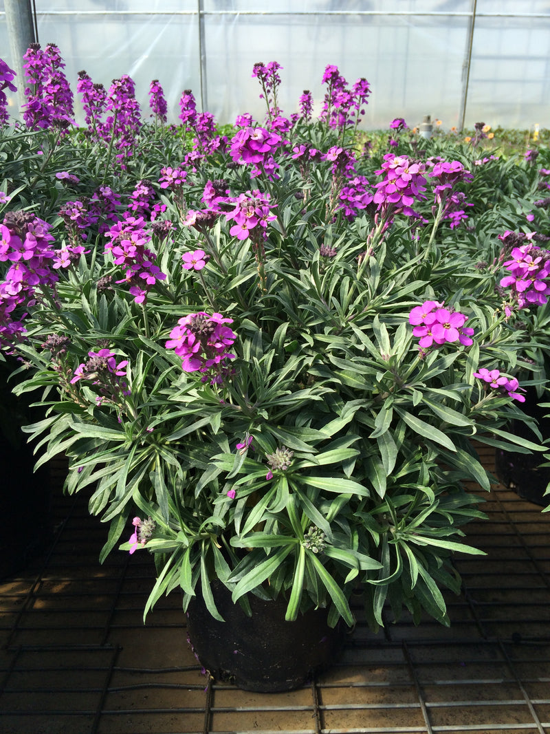 Erysimum (Wall Flower) Bowles Mauve - 1 Gallon
