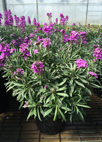 Erysimum (Wall Flower) Bowles Mauve - 1 Gallon