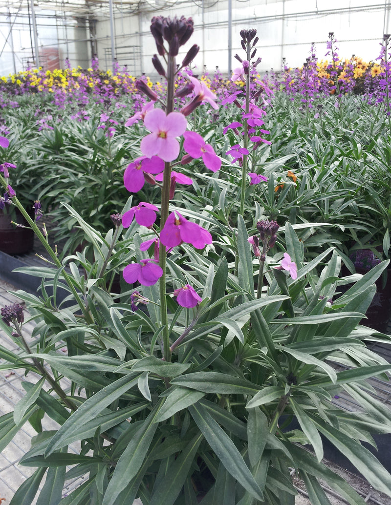 Erysimum (Wall Flower) Bowles Mauve - 1 Gallon