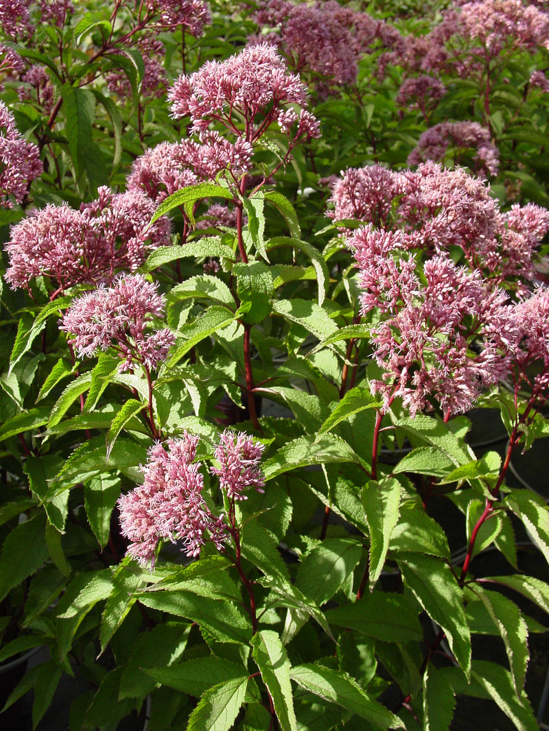 Eupatorium (Joe Pye) Atropurpureum - 1 Gallon