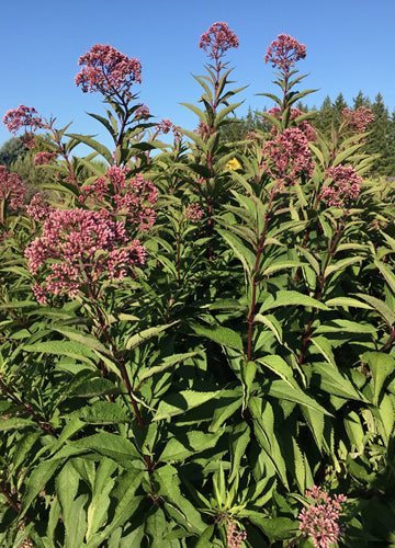 Eupatorium (Joe Pye) Atropurpureum - 1 Gallon