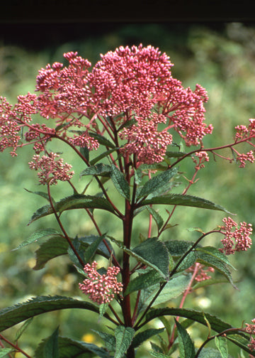 Eupatorium (Joe Pye) Atropurpureum - 1 Gallon