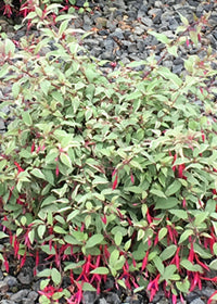 Fuchsia macrostema - 1 Gallon