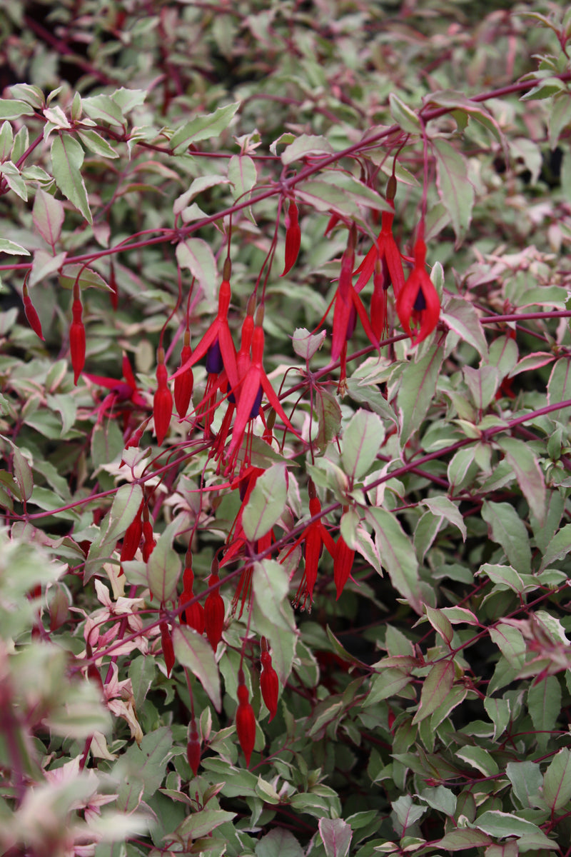 Fuchsia macrostema - 1 Gallon